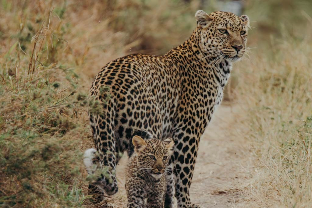 A leopard and her cub in the Masai Mara