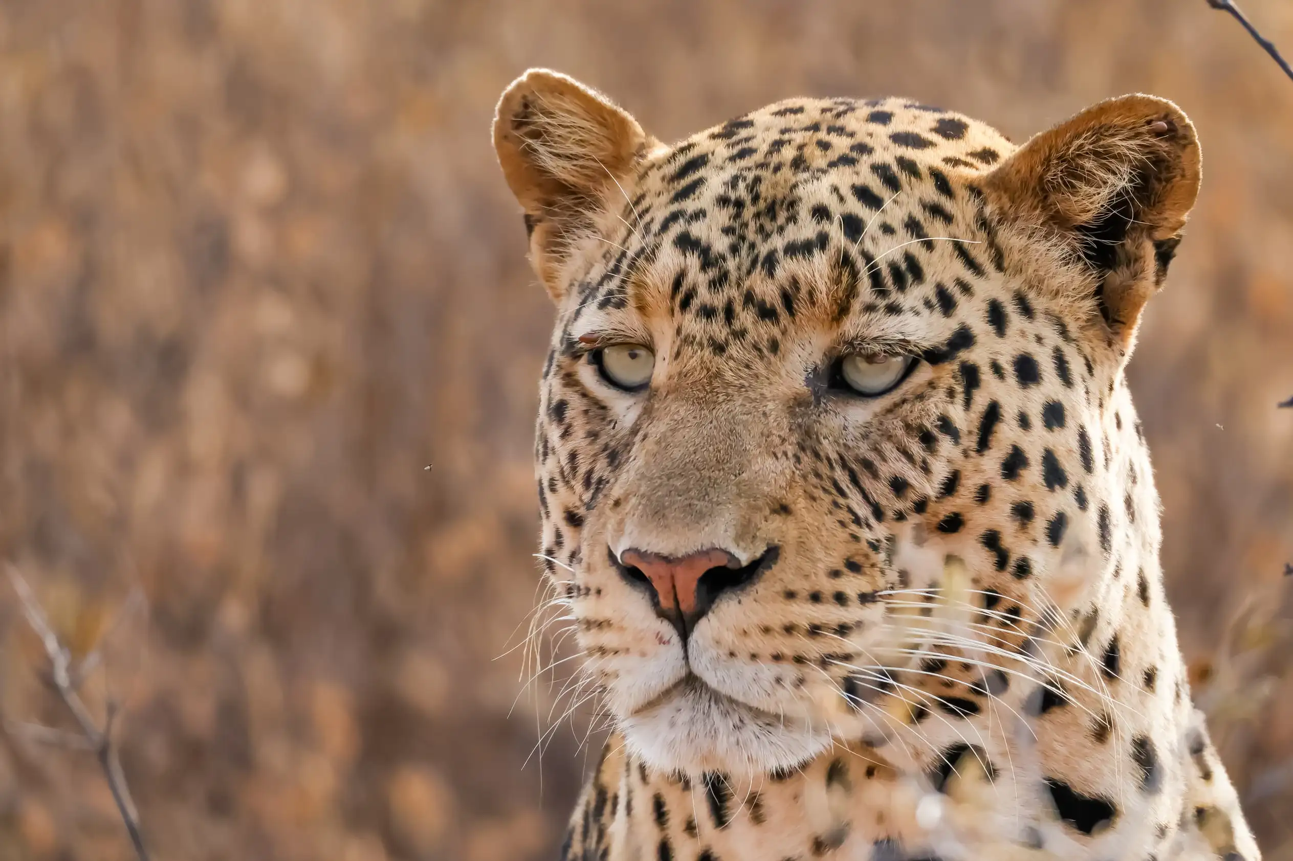 A leopard portrait in East Africa