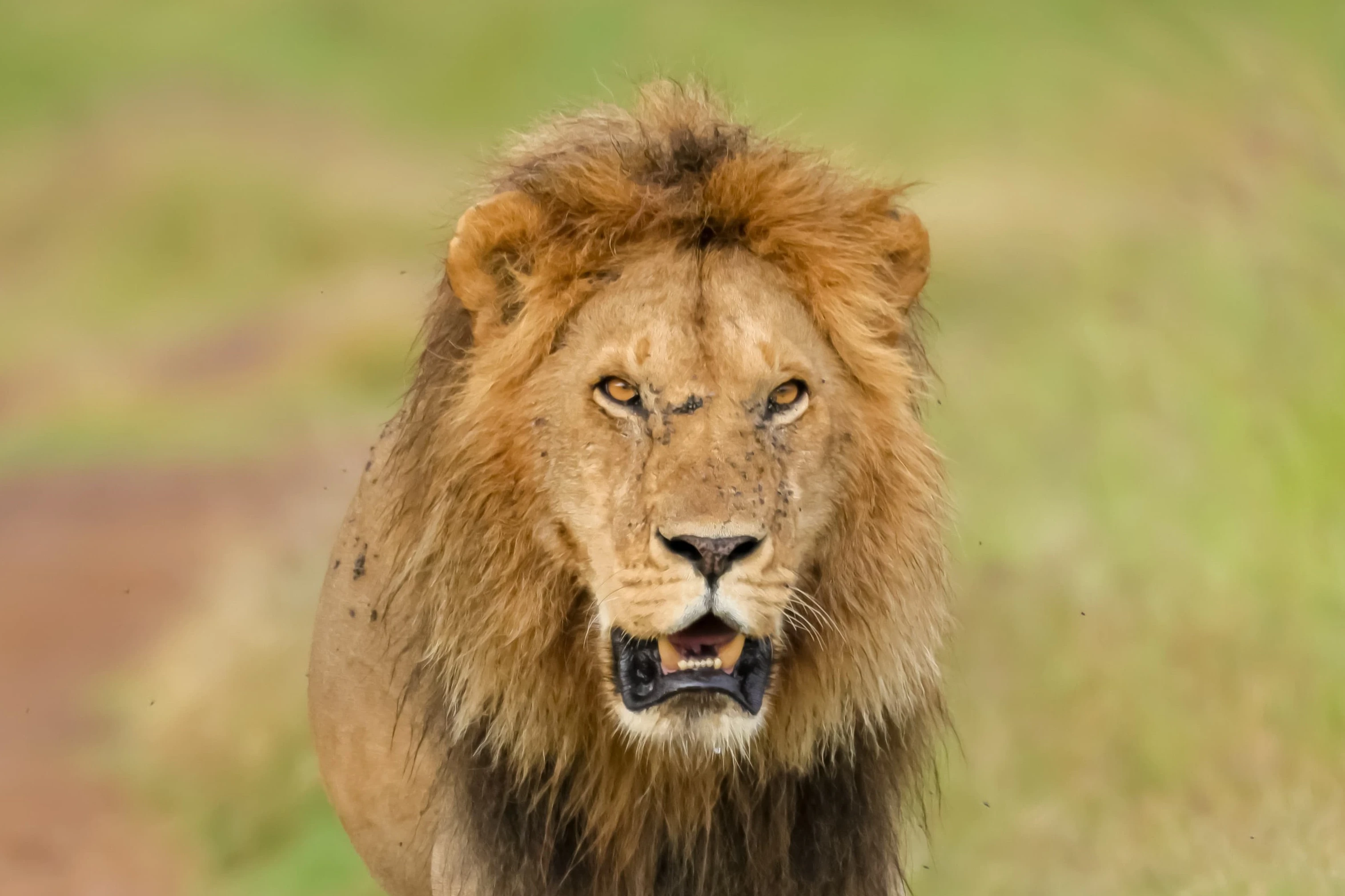 A male lion walking down a track in the Masai Mara