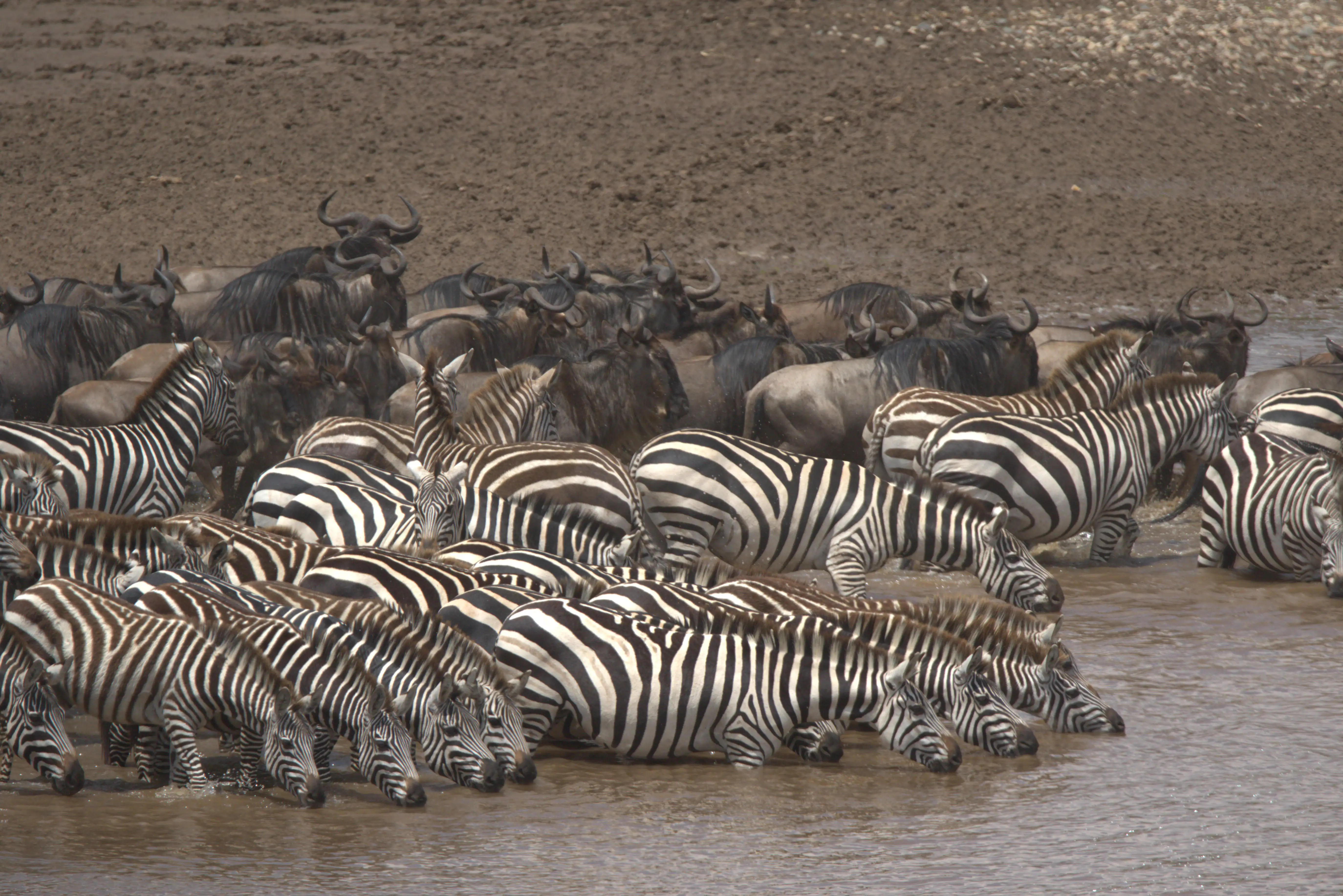 Wildebeest crossing a river during the Great Migration