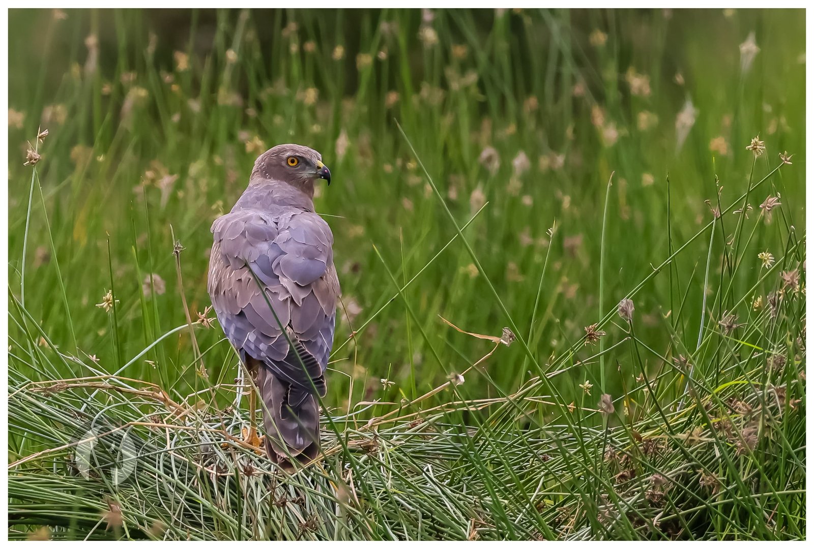 An African harrier-hawk over Murchison Falls Nile grassland