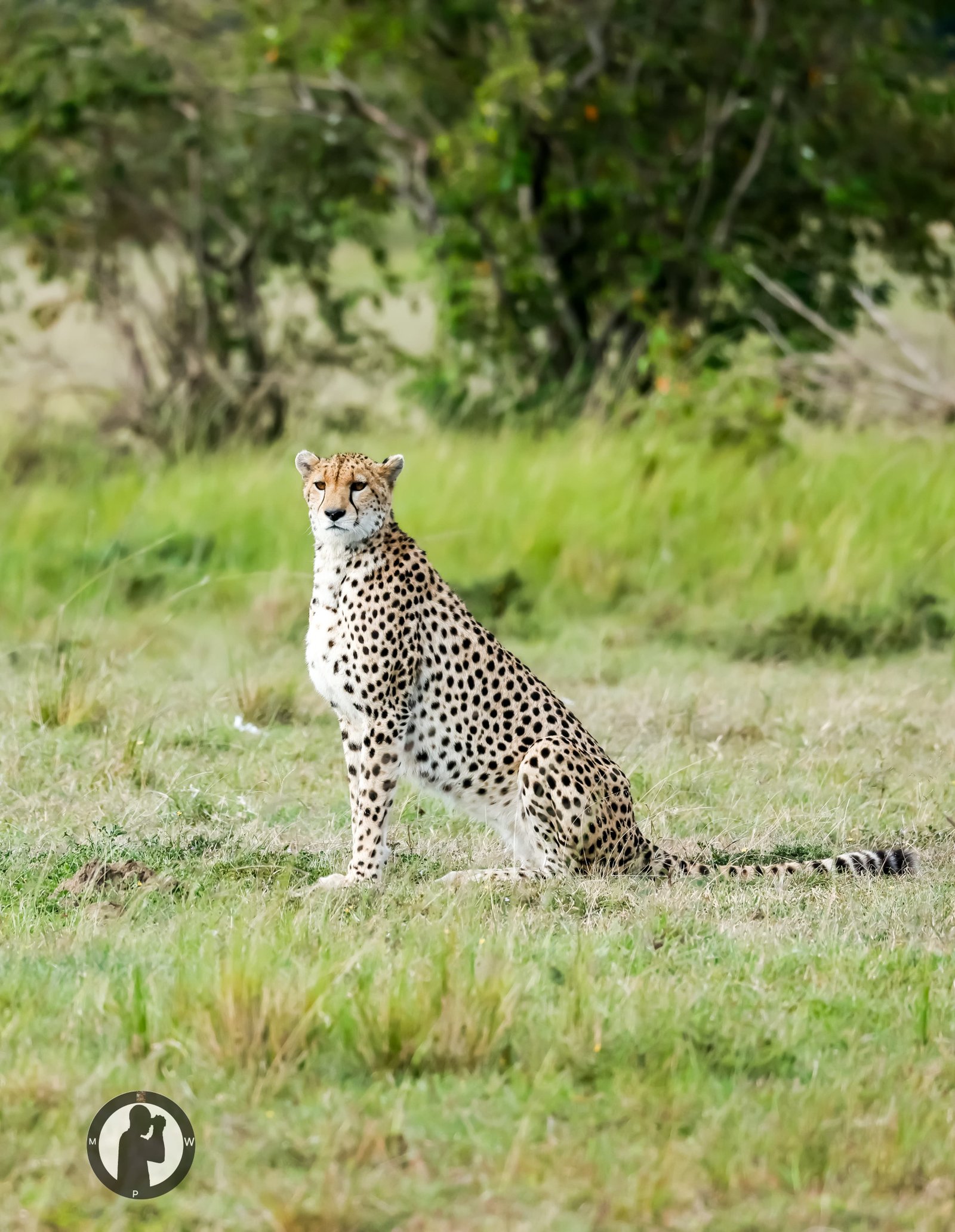 A cheetah on alert in the Serengeti