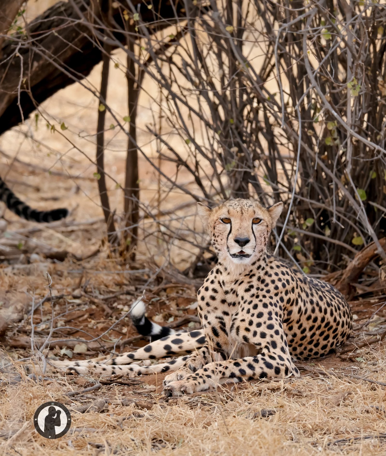 A cheetah resting in the shade of the Serengeti
