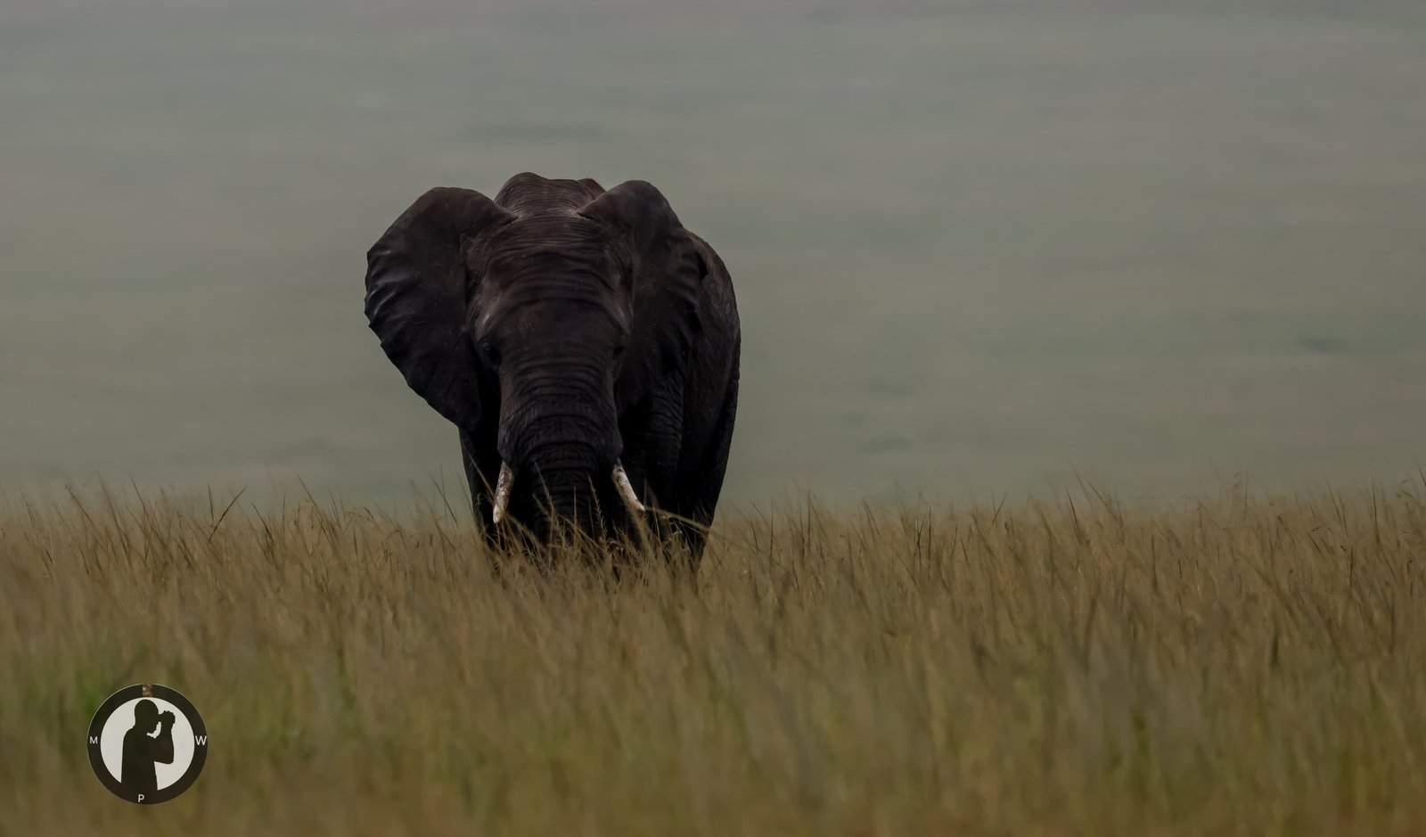 An elephant crossing the plains toward Amboseli