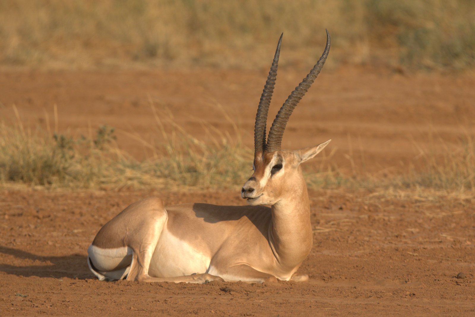 A gazelle resting on Tsavo's red-earth plains