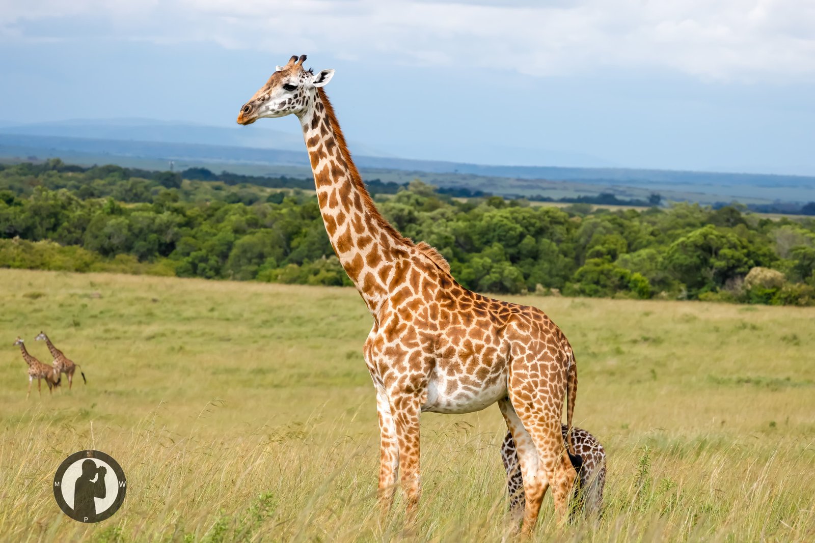 A giraffe and calf grazing in the Masai Mara