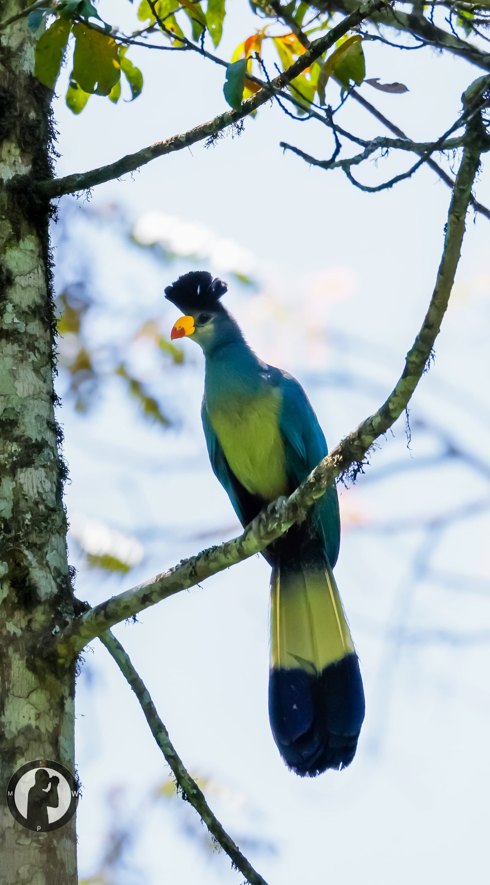 A Great Blue Turaco in Kibale Forest