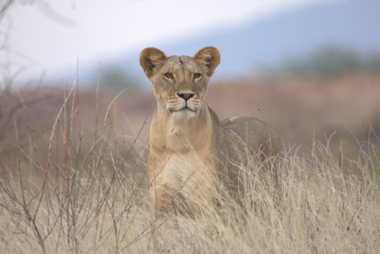 A lioness at dusk in the Masai Mara