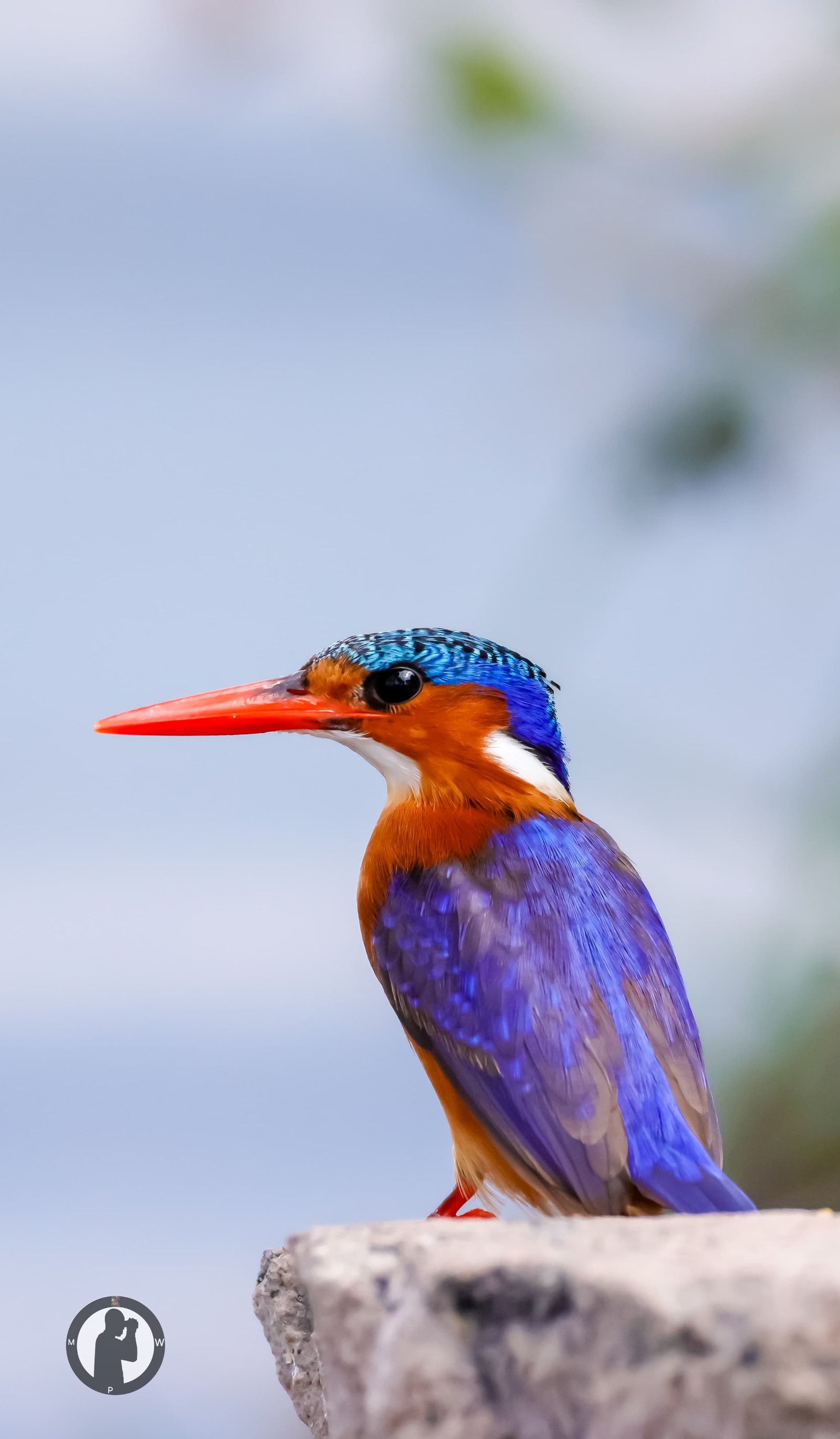 A malachite kingfisher on the coast