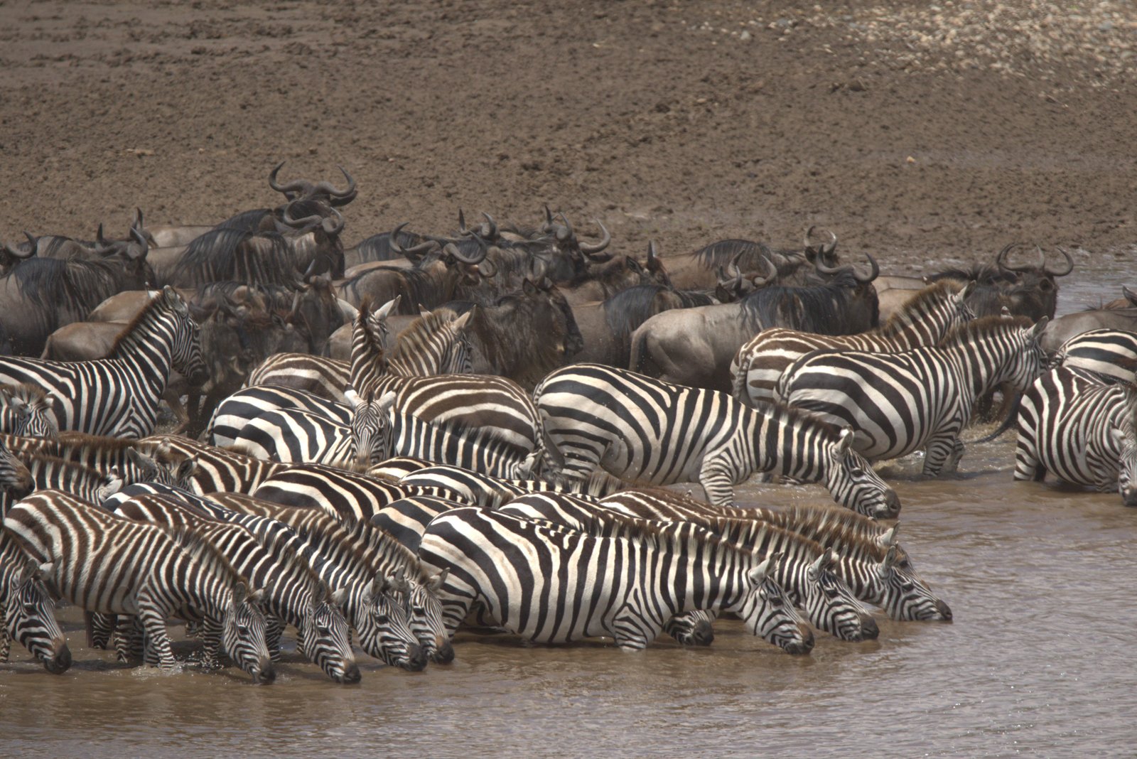 Wildebeest crossing a river during the Great Migration