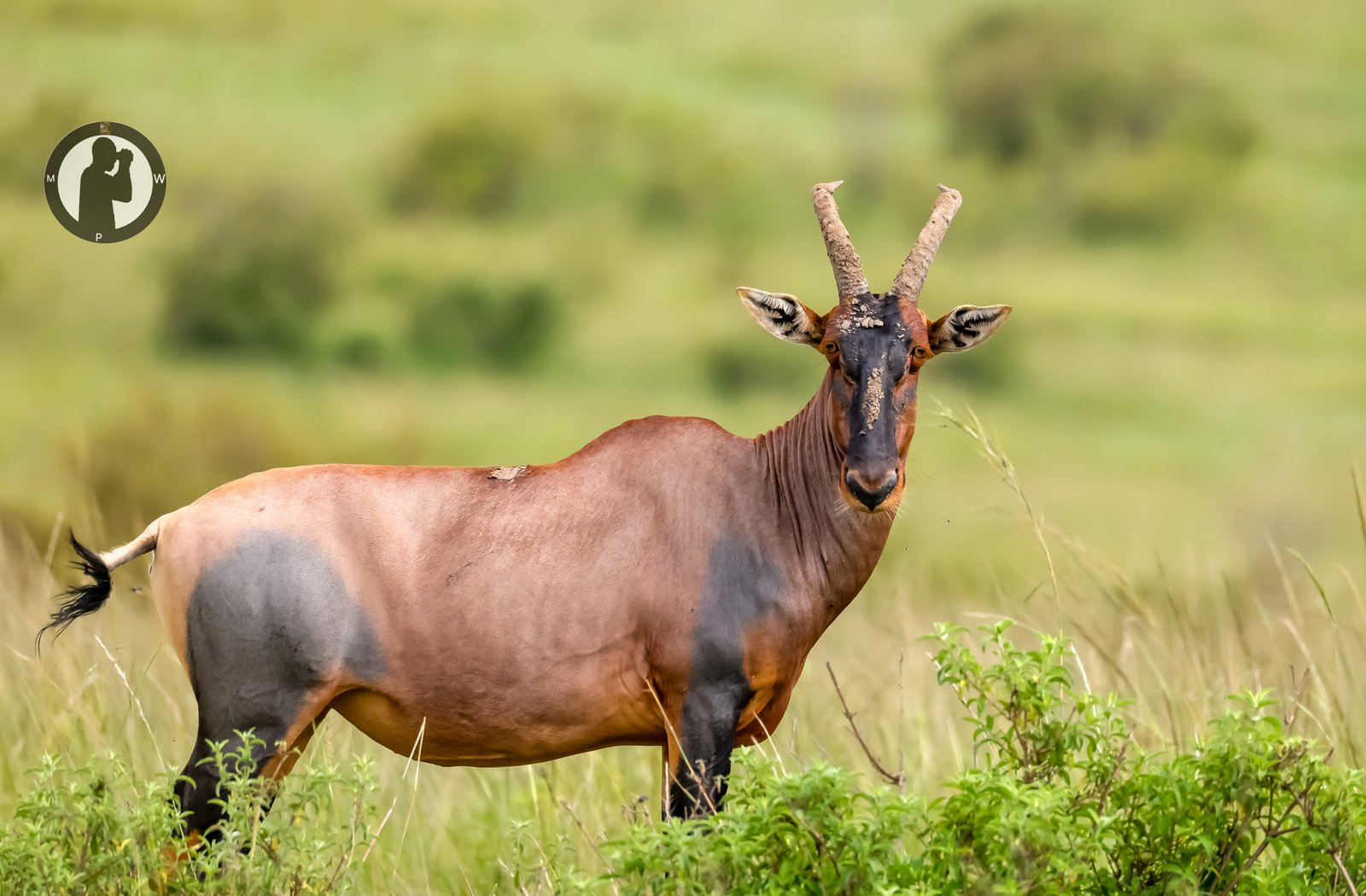 A topi antelope on the Serengeti plains