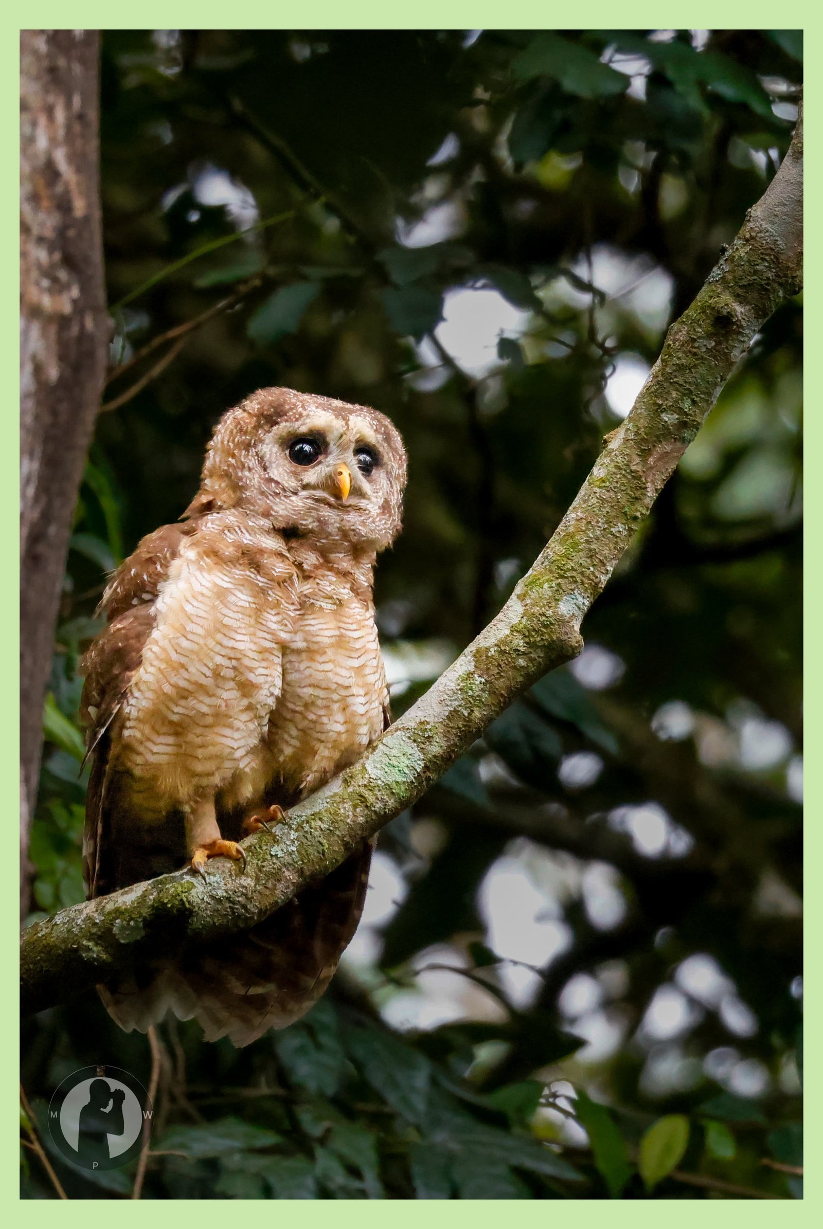A forest owl in Mgahinga Gorilla National Park