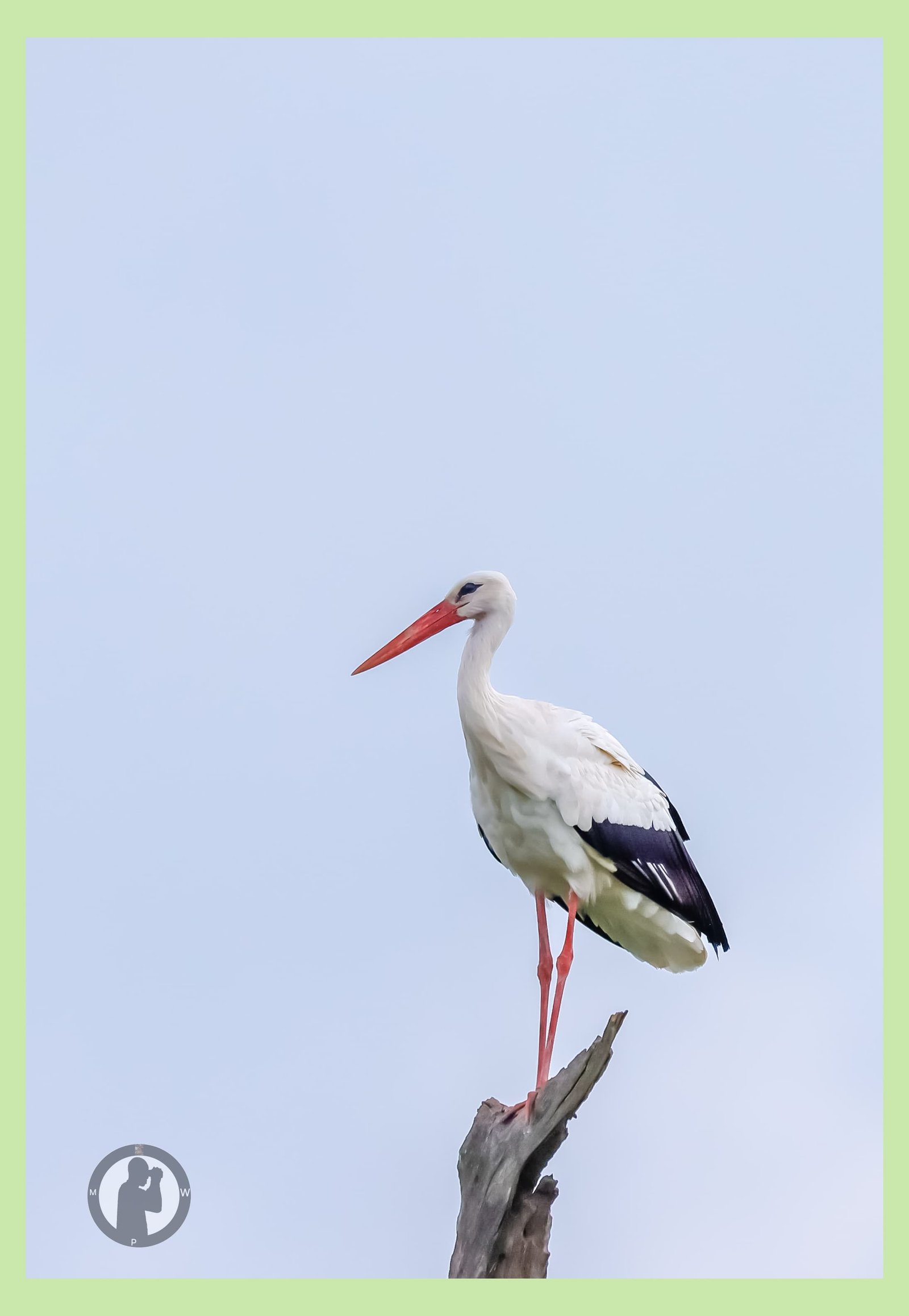 A white stork at Lake Mburo